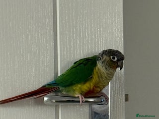 Conures birds Beautiful Male Conure for Sale - Advert 1