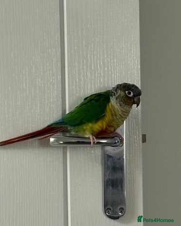 Conures birds Beautiful Male Conure for Sale - Advert 1
