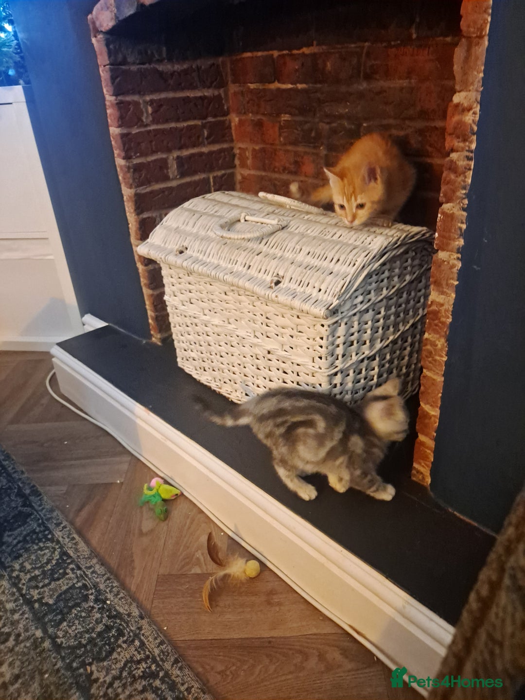 Mixed Breed cats for sale: Bengal x Persian  - Advert 5