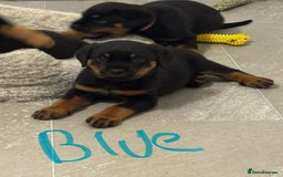 Rottweiler dogs for sale: Gorgeous girl Rottie pups - Image 11