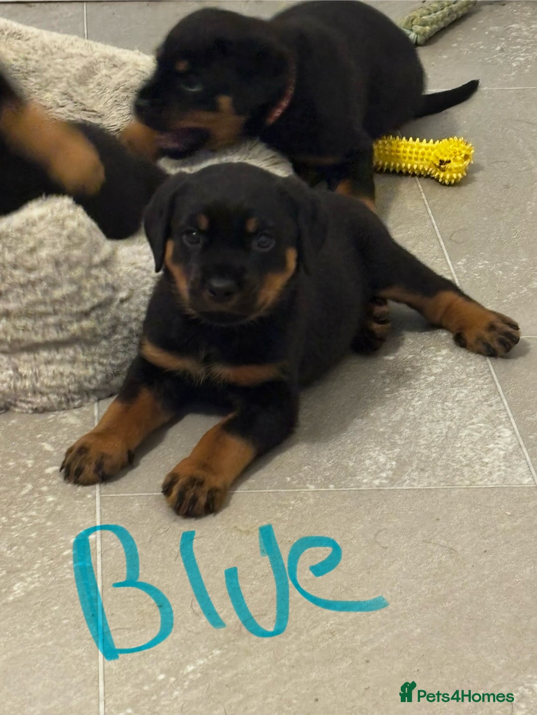 Rottweiler dogs for sale: Gorgeous girl Rottie pups - Image 11