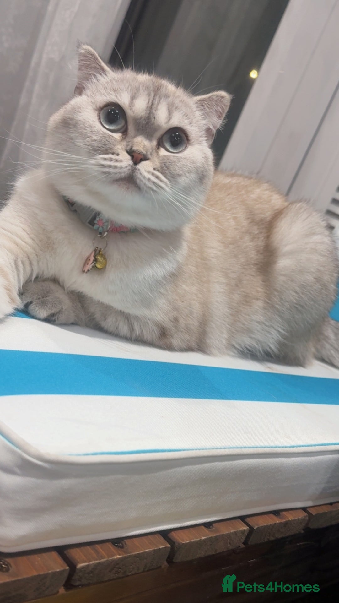 British Shorthair cats for sale: Female British short hair - Advert 7