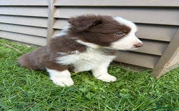 Border Collie dogs for sale: ABSOLUTELY GORGEOUS BORDER COLLIE PUPS - Image 19