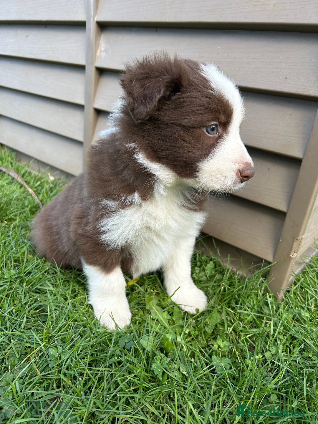Border Collie dogs for sale: ABSOLUTELY GORGEOUS BORDER COLLIE PUPS - Image 19