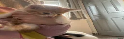 Mixed Breed cats for sale: Kittens ready for forever home  - Advert 13
