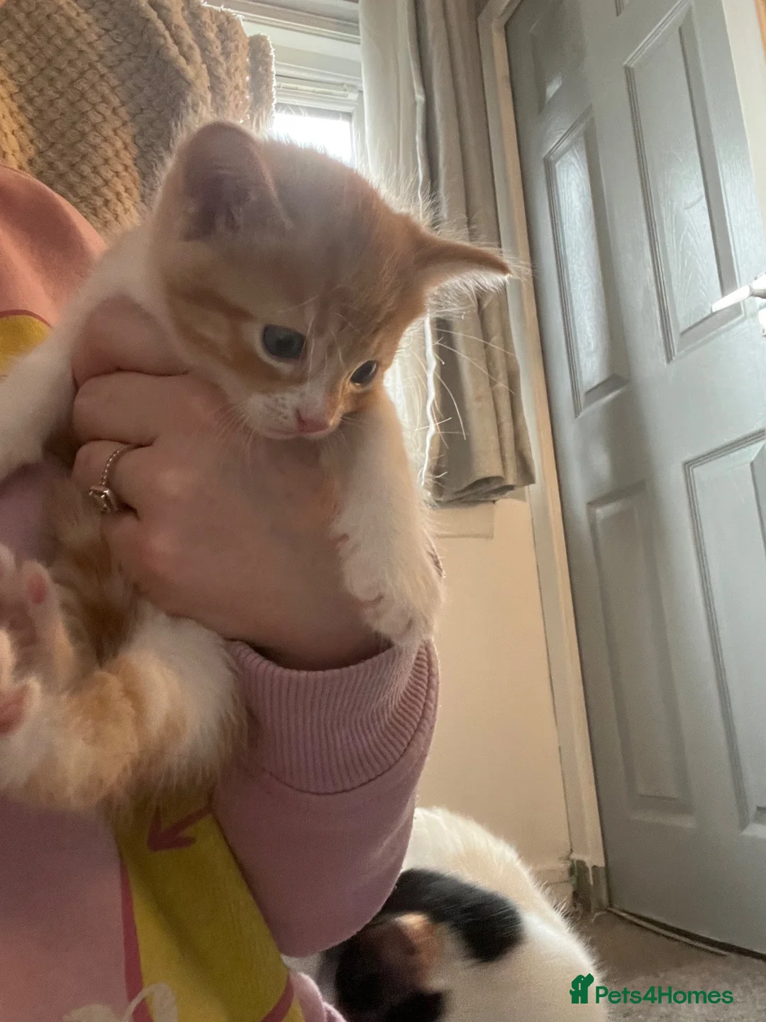 Mixed Breed cats for sale: Kittens ready for forever home  - Advert 13