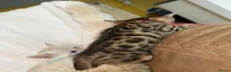 Bengal cats for sale: Stunning Pure Bengal Kittens Ready For Reservation - Advert 29