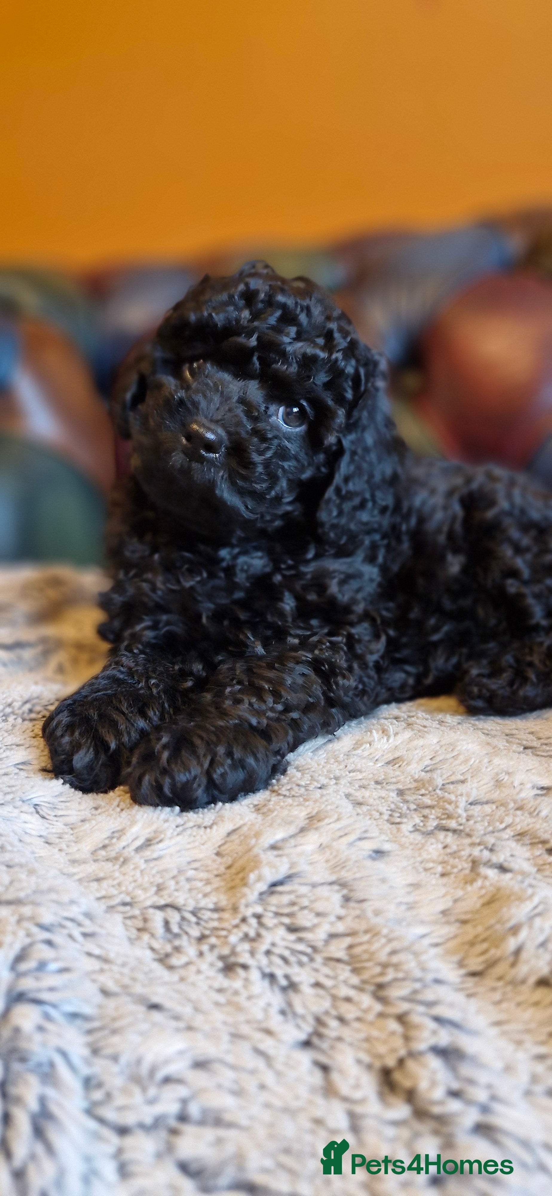 Cavapoo dogs Gorgeous F1b Cavapoo puppys Health tested parents  - Advert 8