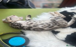 Bengal cats for sale: 🐾 TICA Registered Bengal Kittens-Ready Now  🐆🥰 - Image 27