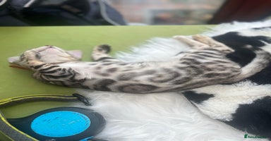 Bengal cats - Advert 8