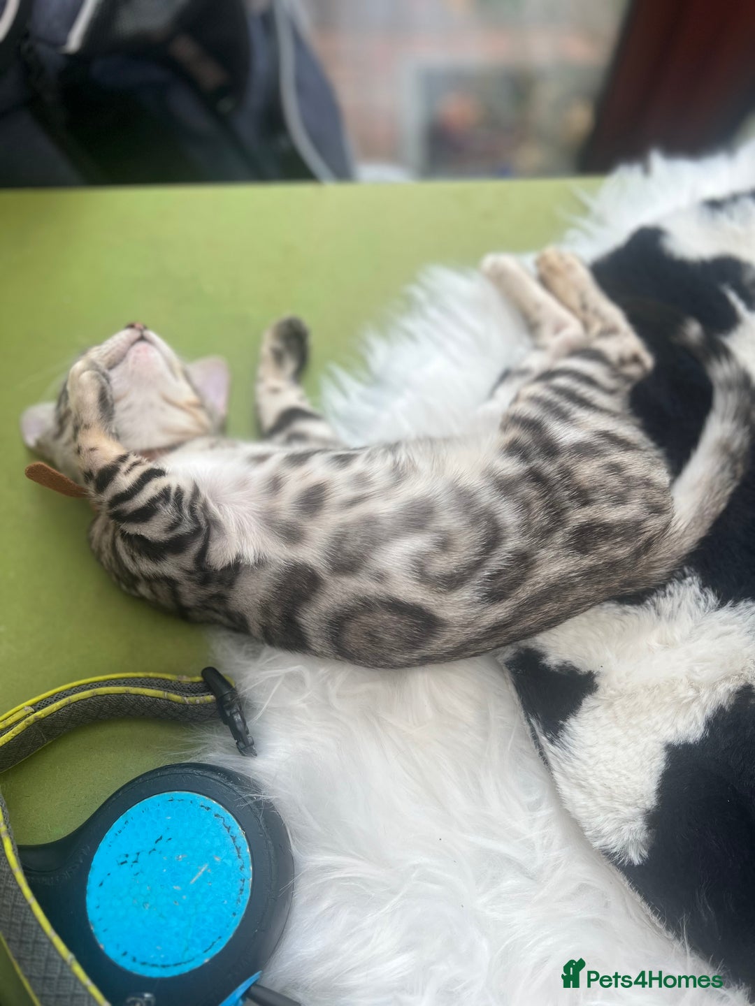 Bengal cats for sale: 🐾 TICA Registered Bengal Kittens-Ready Now  🐆🥰 - Image 27