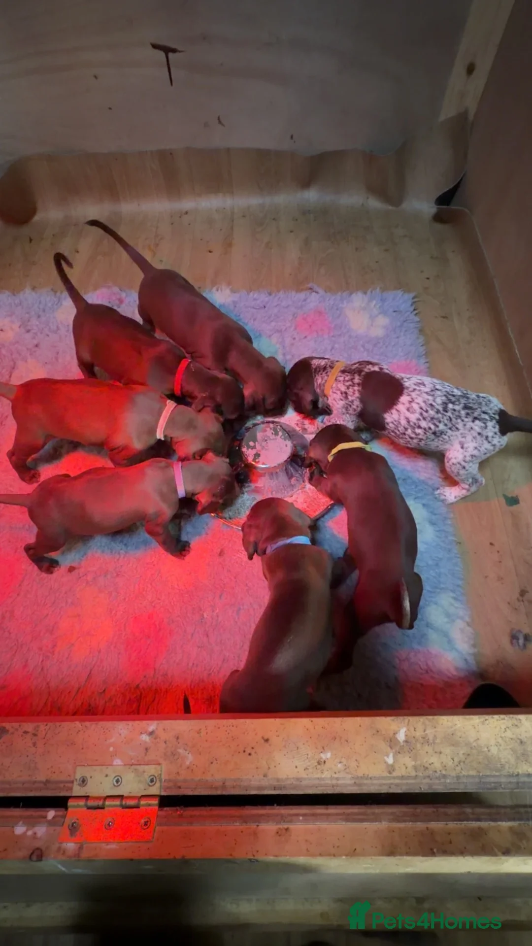 German Shorthaired Pointer dogs for sale: German shorthaired pointer pups - Advert 1