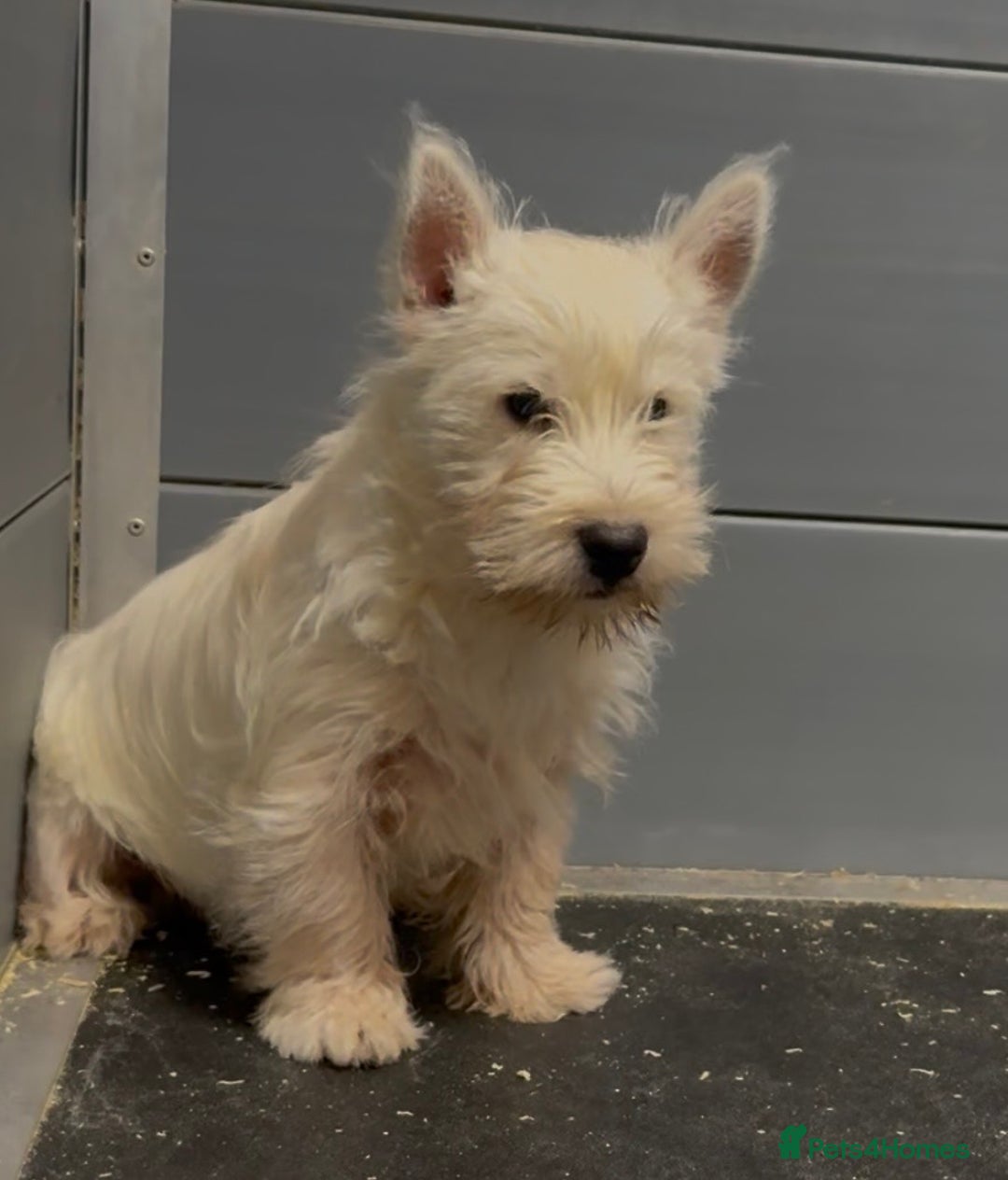 West Highland Terrier dogs for sale: West Highland Terrier pups Dad show bloodlines - Advert 13