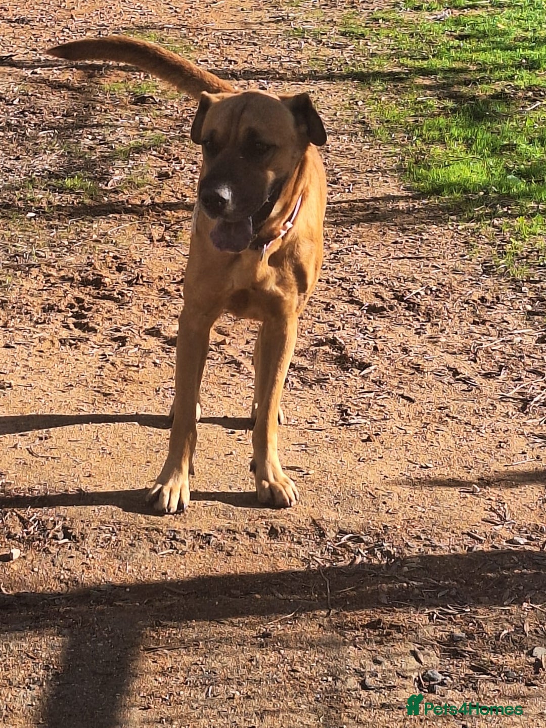 Mixed Breed dogs for adoption: Urgent 🚨 Home for Kobi  in Hengoed - Advert 26