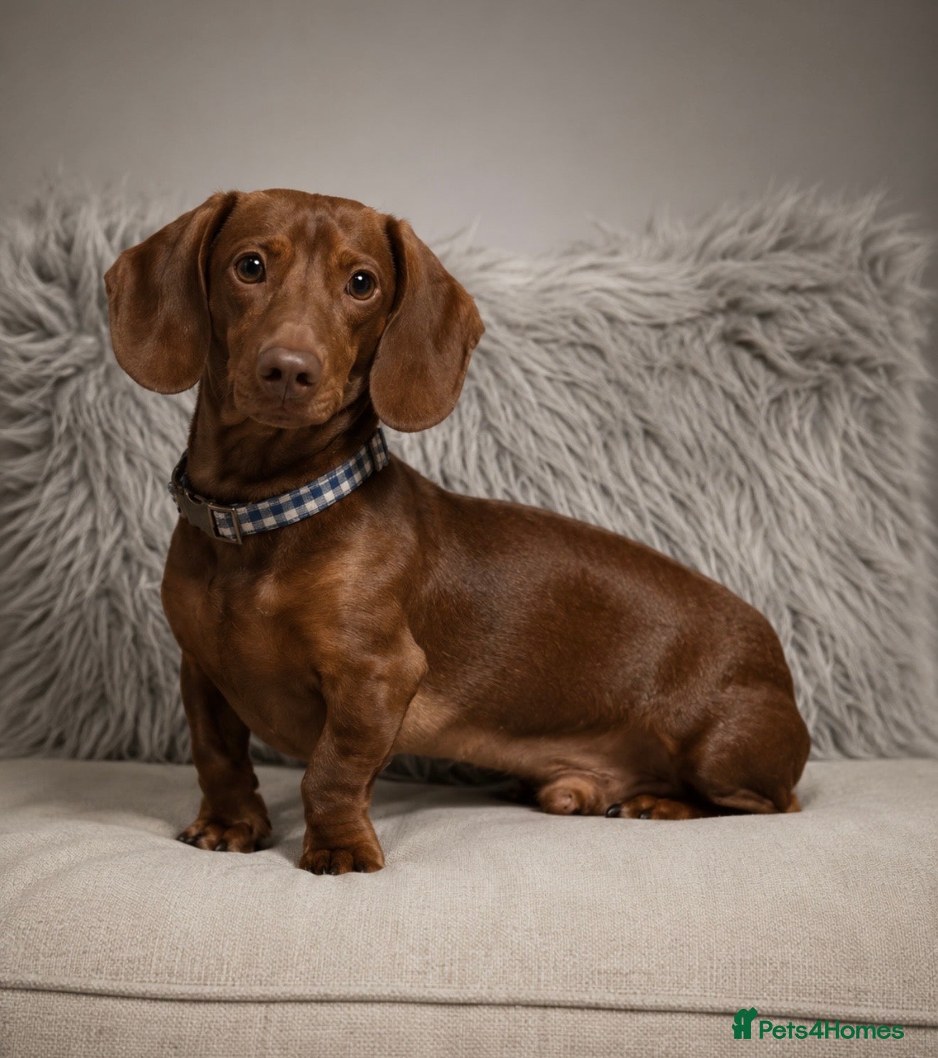 Miniature Dachshund dogs STUNNING MINI UP FOR STUD  - Advert 1