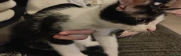 Mixed Breed cats for sale: Kittens for rehoming - Advert 10