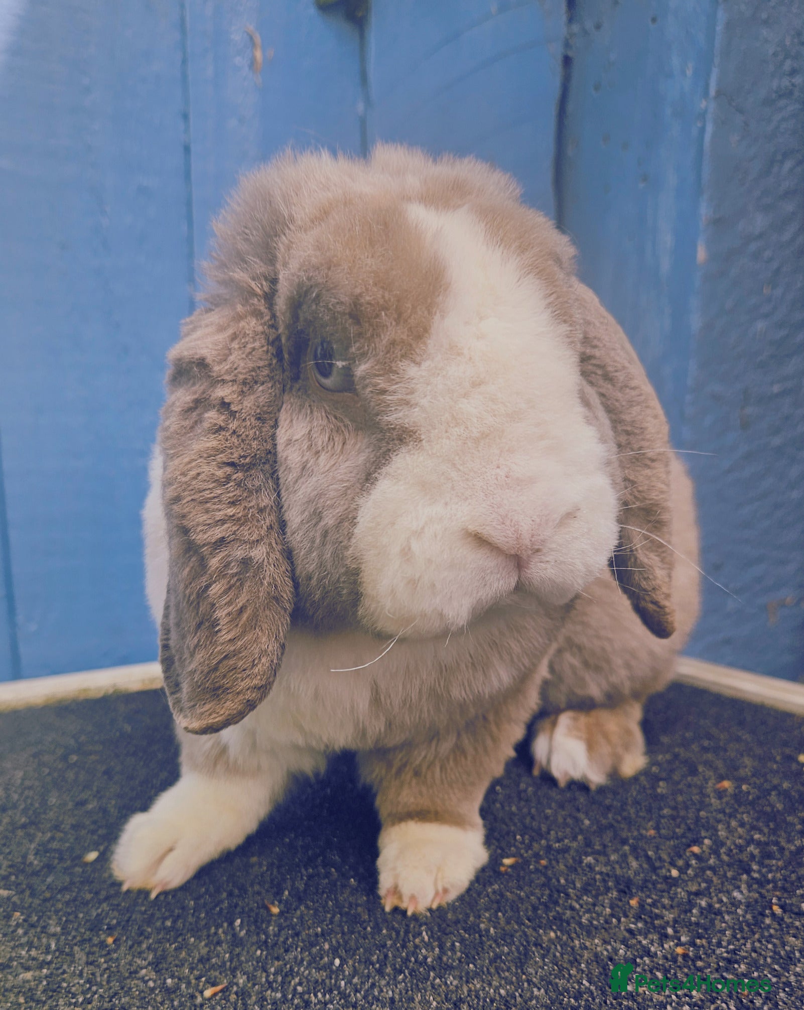Mini Lop rabbits Mini Plush Lops - Suffolk - Advert 2