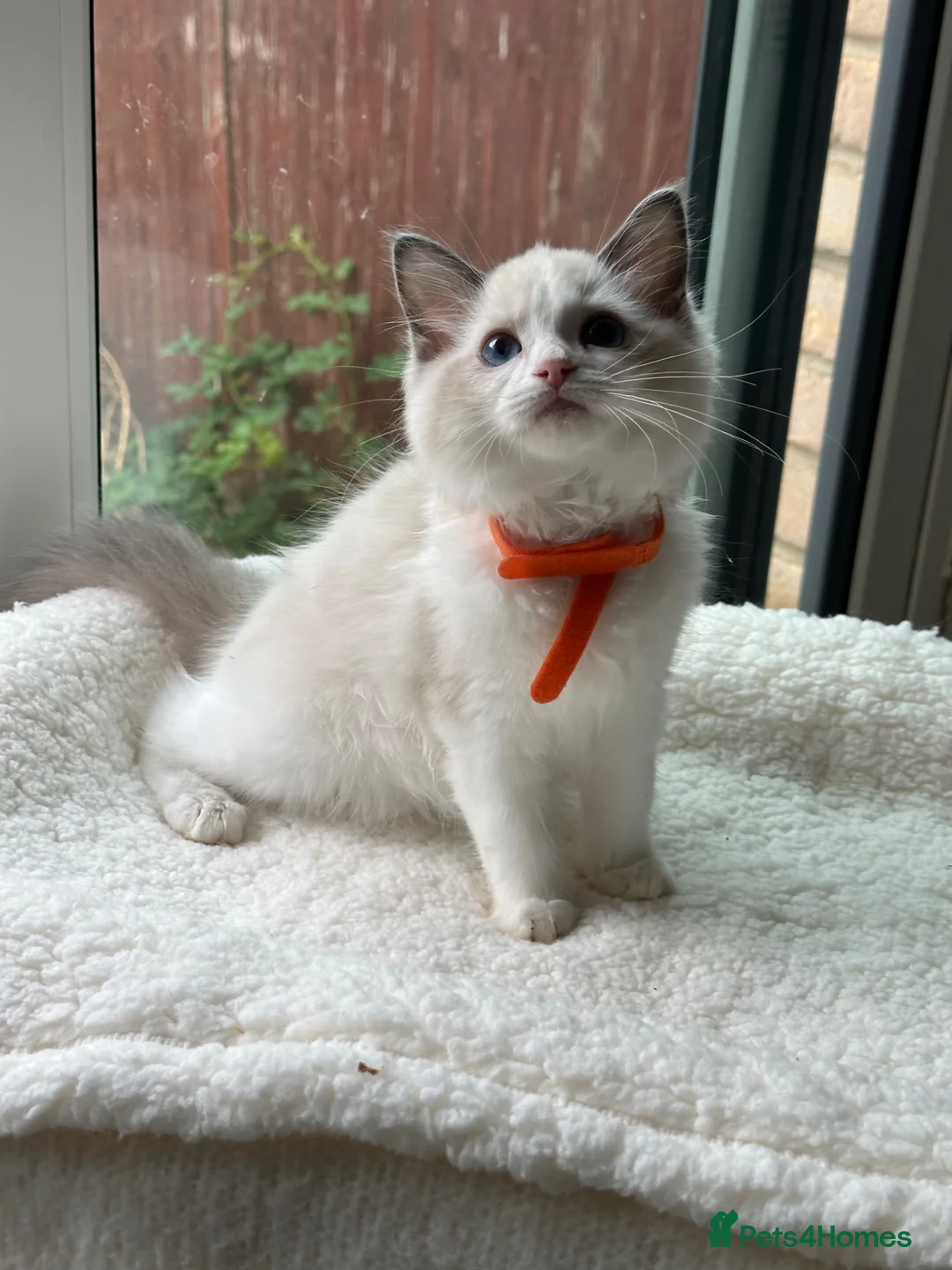 Ragdoll cats for sale:  TICA Quality Beautiful ragdoll kittens 😻🌟 - Advert 1