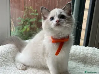 Ragdoll cats TICA Quality Beautiful ragdoll kittens 😻🌟 - Advert 1