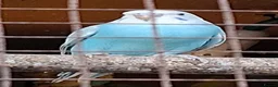 Mixed Breed birds for sale: Budgies for sale  - Advert 15