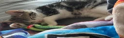 Domestic Shorthair cats for sale: A gorgeous male tabby and white domestic shorthair - Advert 4
