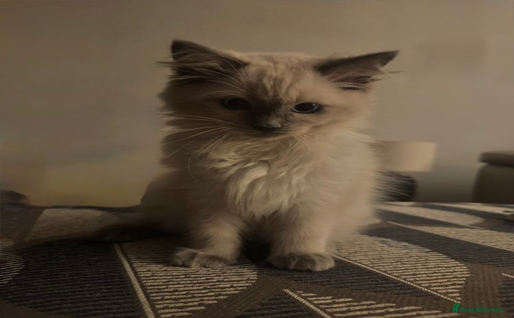 Ragdoll cats - Advert 1