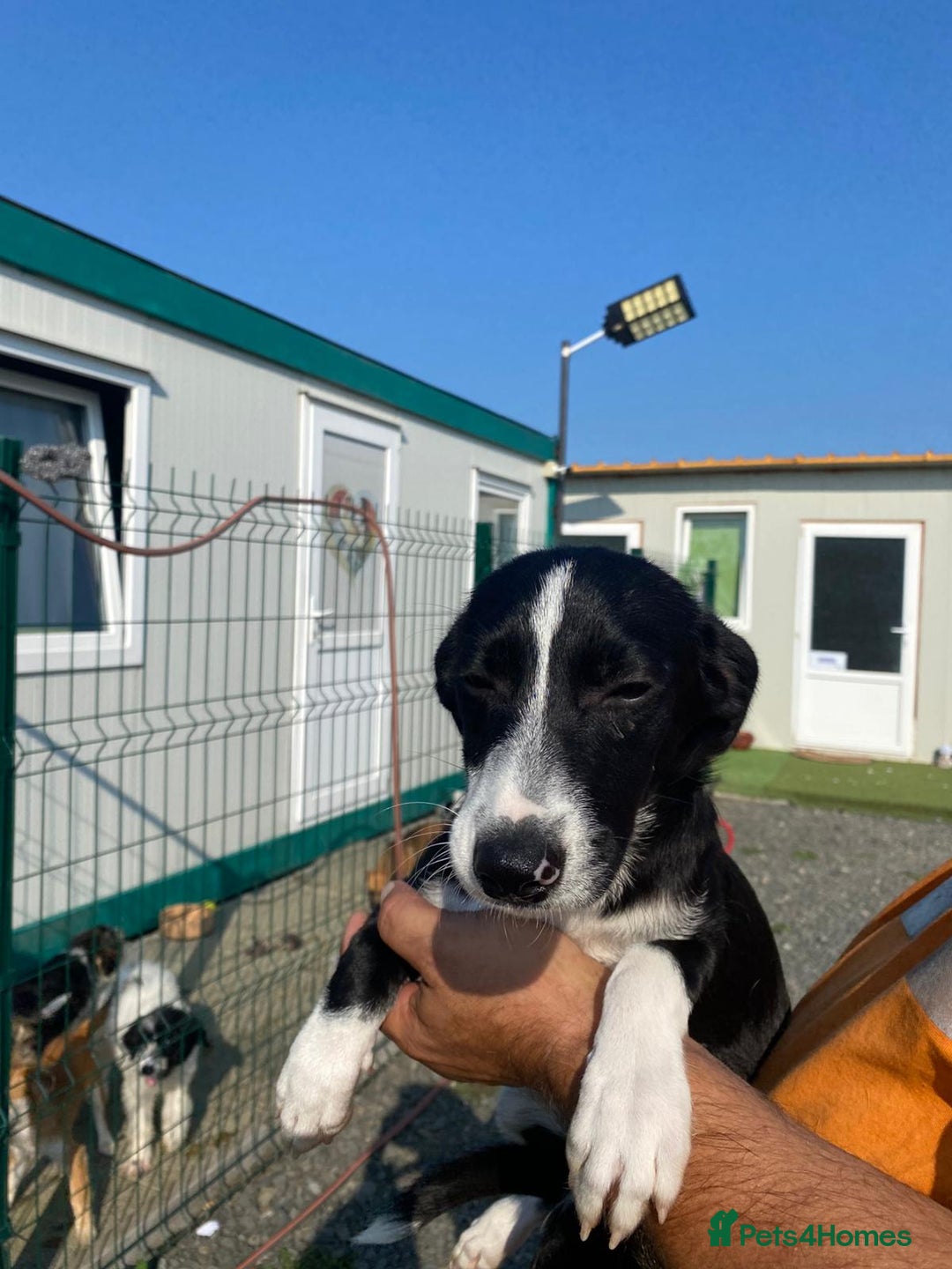 Mixed Breed dogs for adoption: Meet LUNA, a Lovely Puppy Girl - for a Loving Home - Image 2