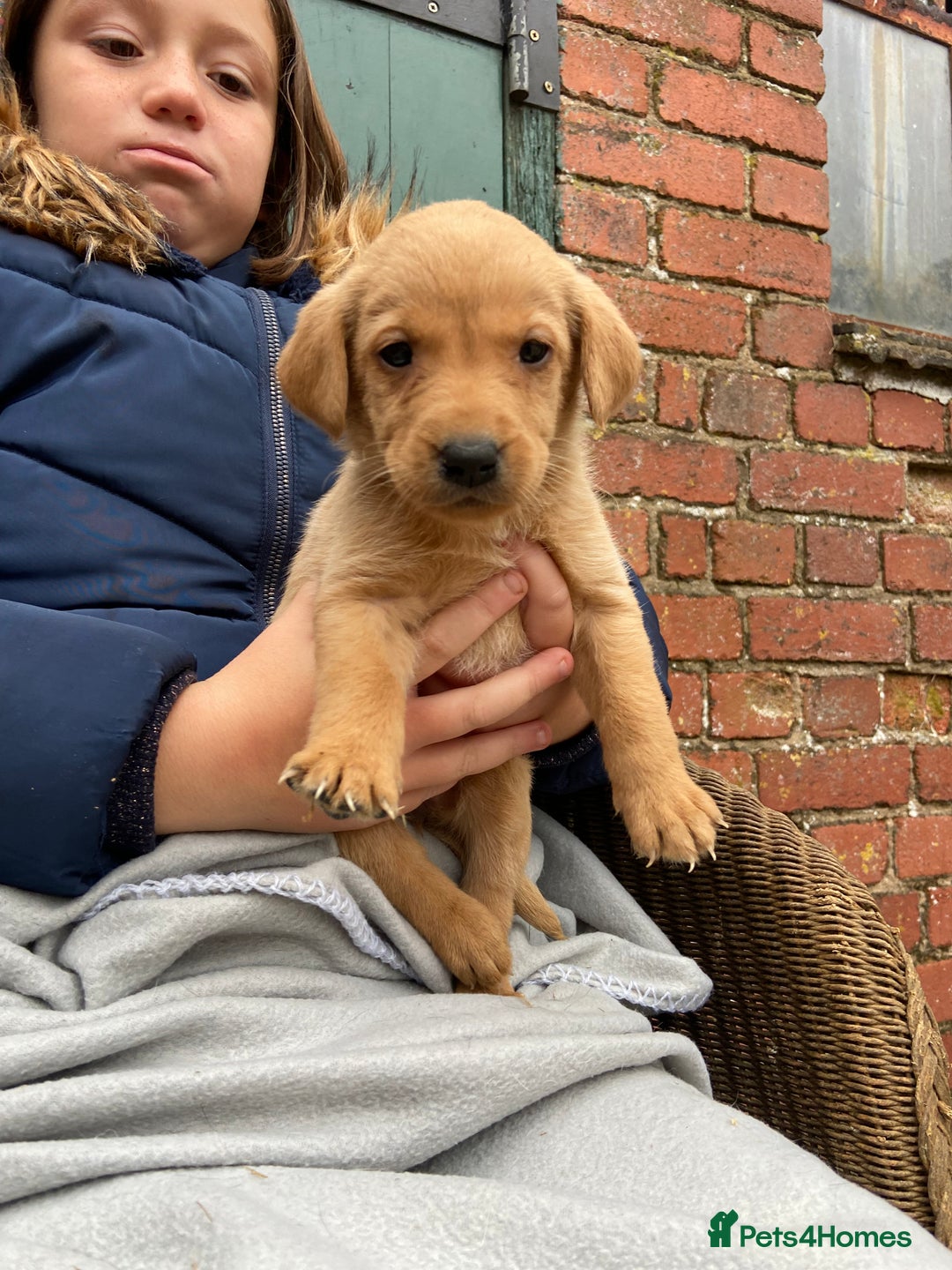Labrador Retriever dogs for sale: Labrador puppies for sale 🐶 - Image 8