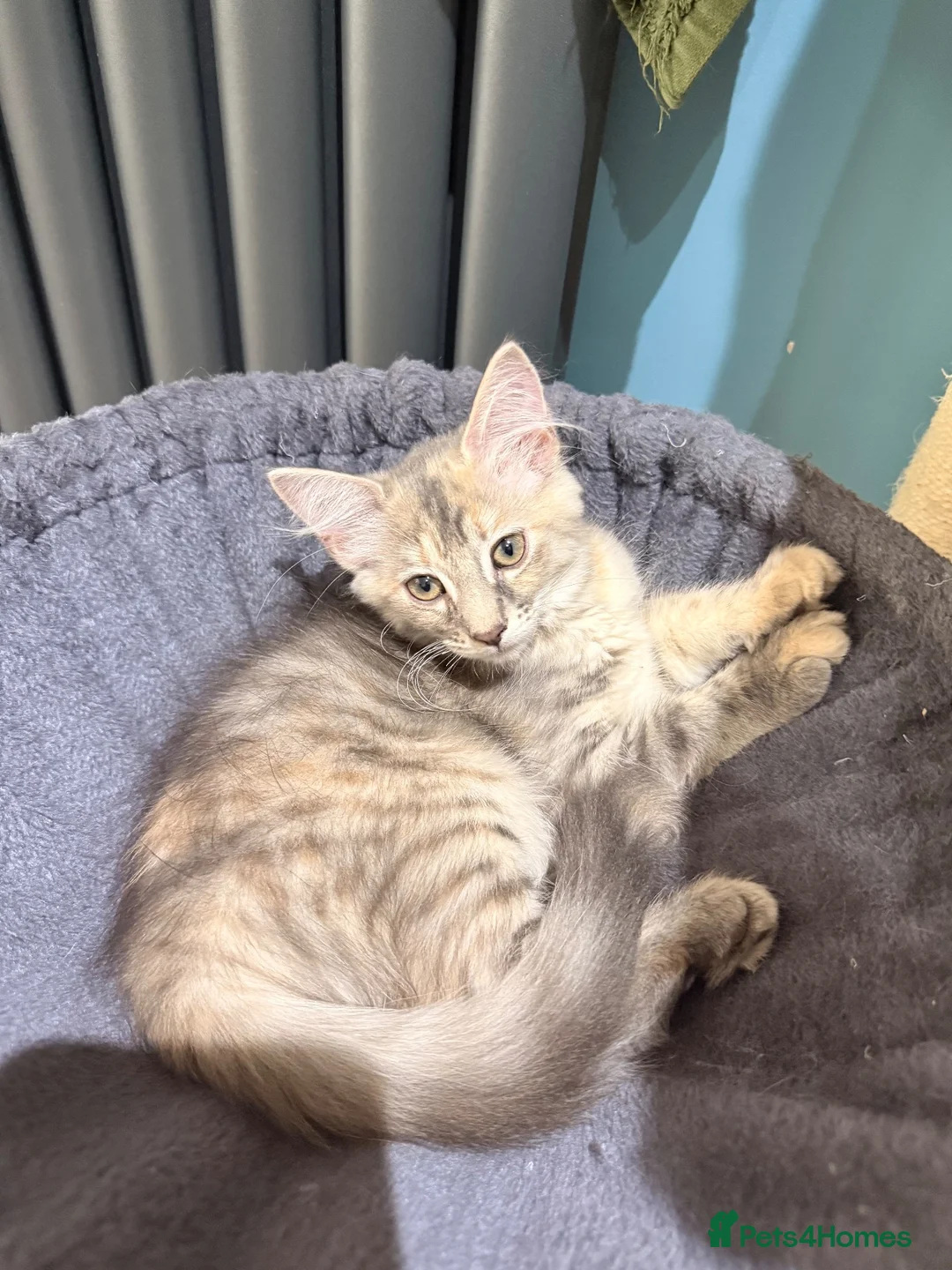 Mixed Breed cats for sale: Beautiful Ragdoll x Maine Coon Kittens  - Advert 2