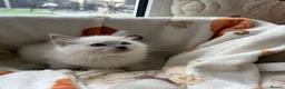 Ragdoll cats for sale: ✨ Beautiful GCCF Ragdoll Kittens from Serenity✨ - Advert 9