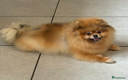 Pomeranian dogs for sale: Kc teddy bear pom babies  - Image 13