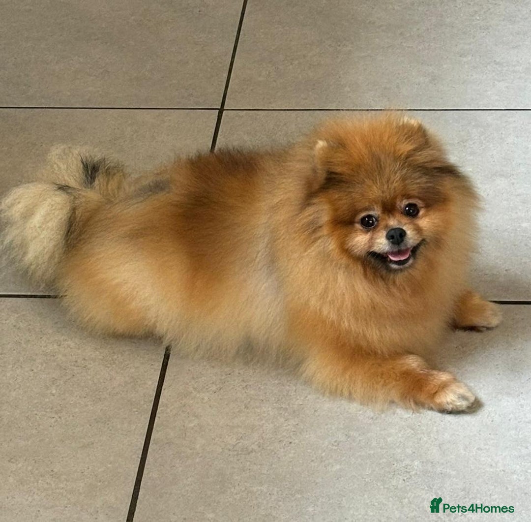 Pomeranian dogs for sale: Kc teddy bear pom babies  - Image 13
