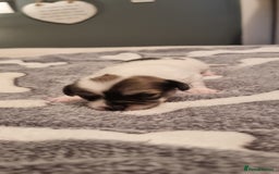 Chihuahua dogs for stud: Stud long haired white Chihuahua  in Coatbridge - Image 18