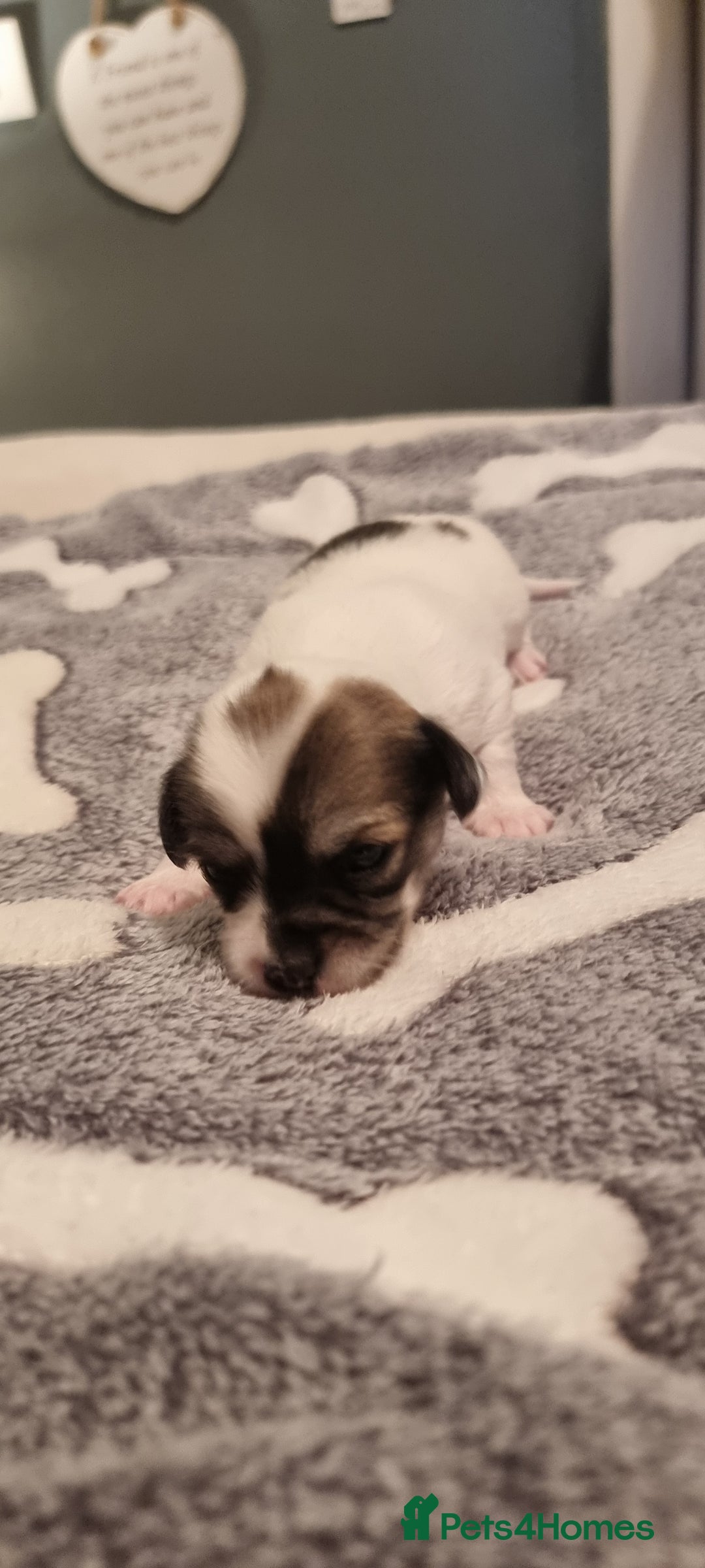 Chihuahua dogs for stud: Stud long haired white Chihuahua  in Coatbridge - Image 18