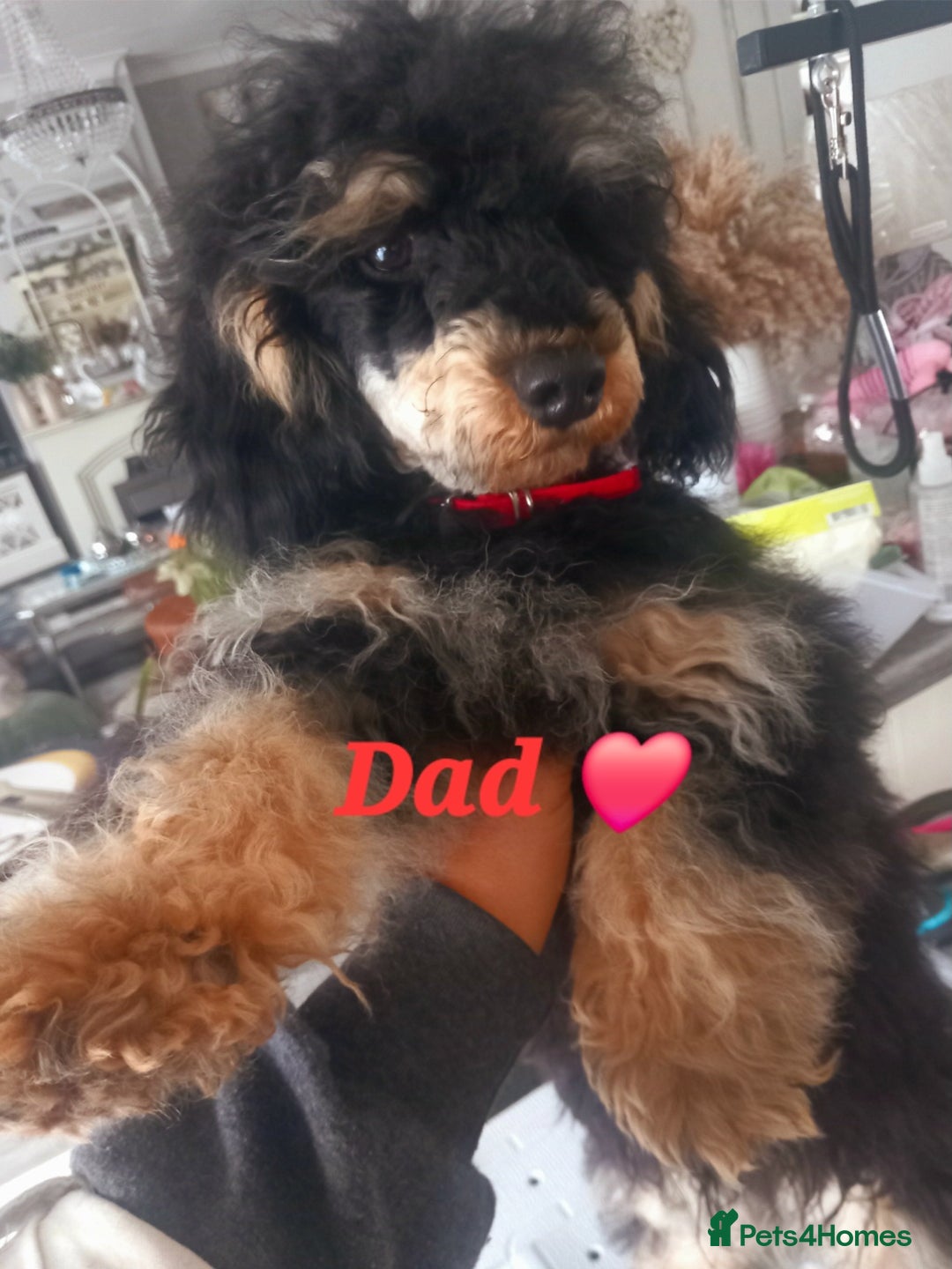 Toy Poodle dogs for sale: **1 PARTI BOY AVAILABLE**READY 21st DECEMBER** - Advert 14