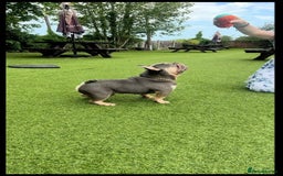 French Bulldog dogs for stud: Tiny lilac and tan stud £300 - Image 1