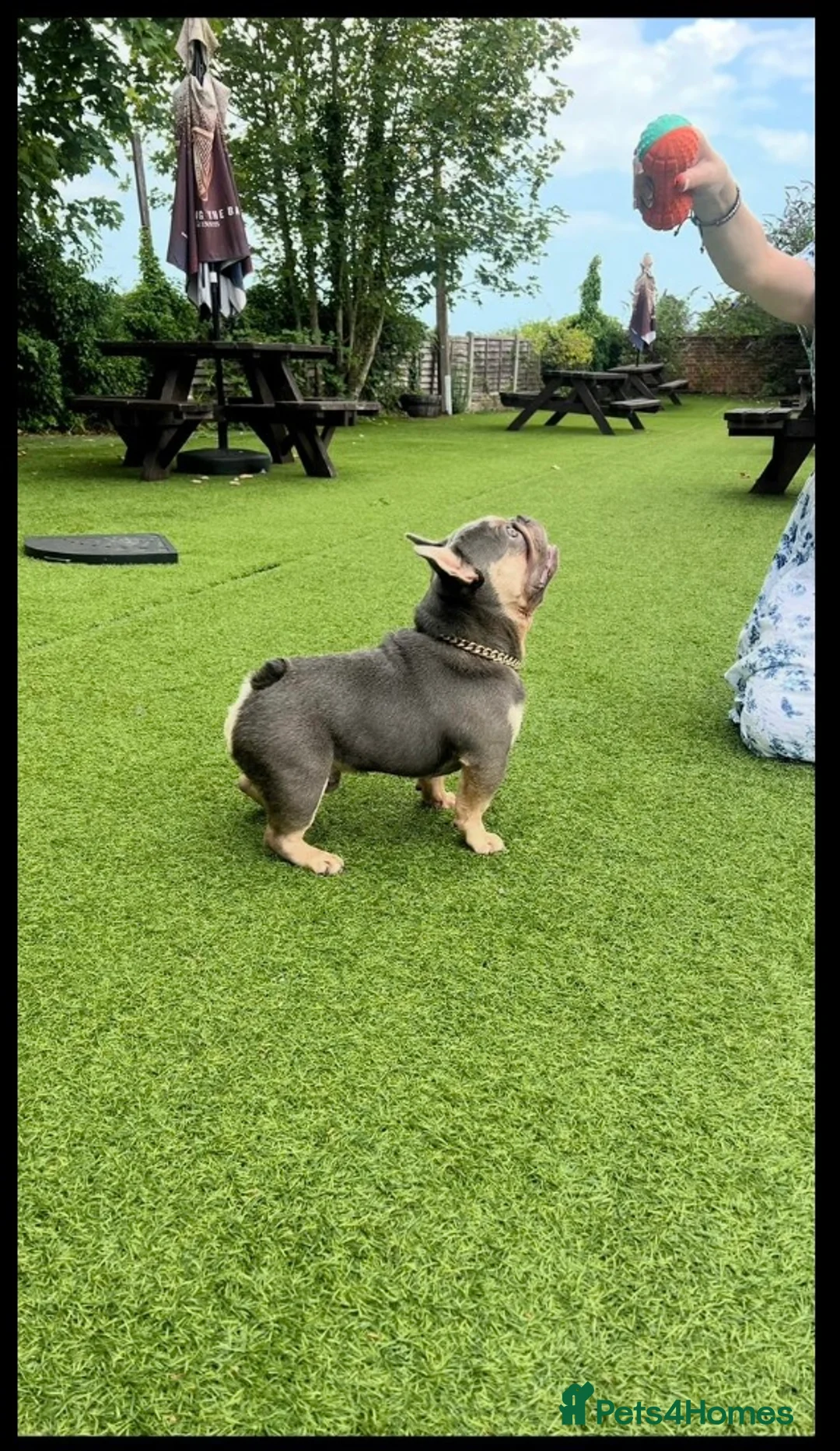 French Bulldog dogs for stud: Tiny lilac and tan stud available - Advert 1