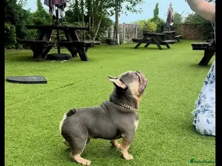 French Bulldog dogs Tiny lilac and tan stud available - Advert 7