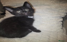 Mixed Breed cats for sale: 3 kittens for sale - Image 6