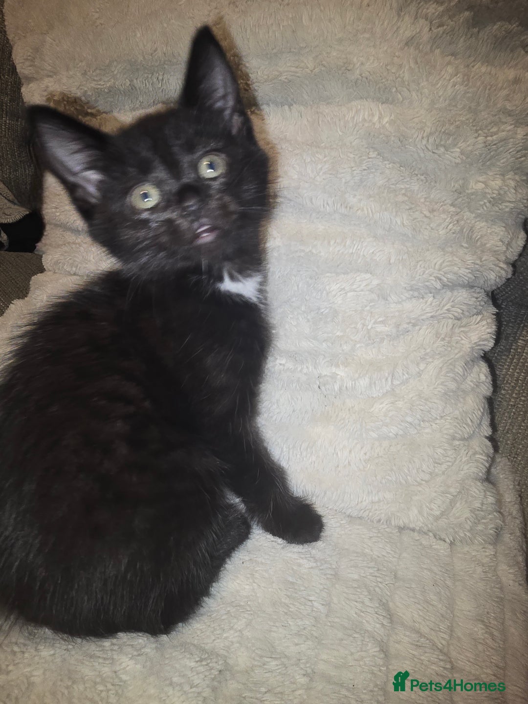 Mixed Breed cats for sale: 3 kittens for sale - Image 6