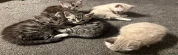 Bengal cats for sale: Bengal Cross Kittens - 2 Snow 3 Grey - Advert 7