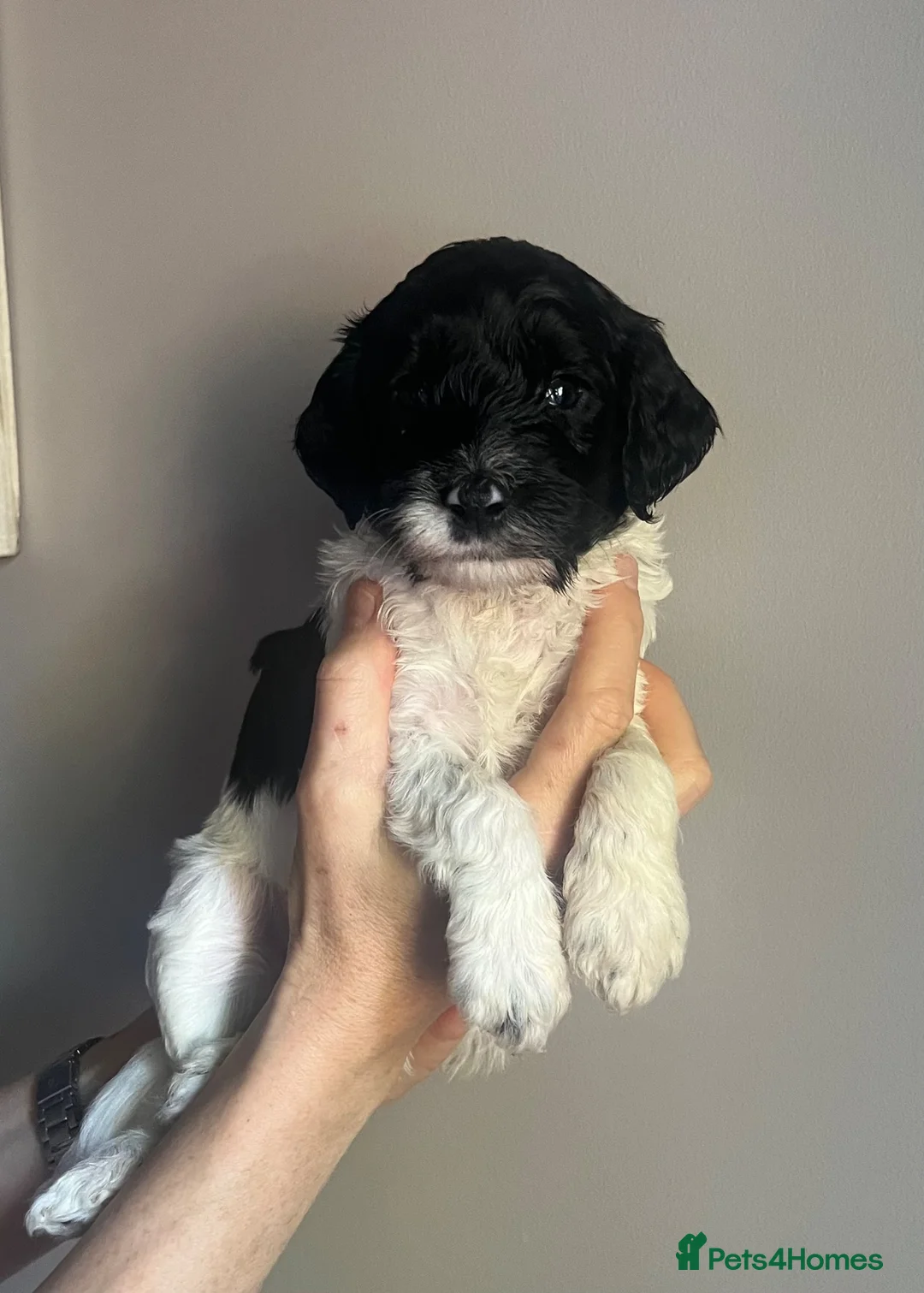 Sproodle dogs for sale: Beautiful F2 Springer-Poodle Cross Pups - Advert 1