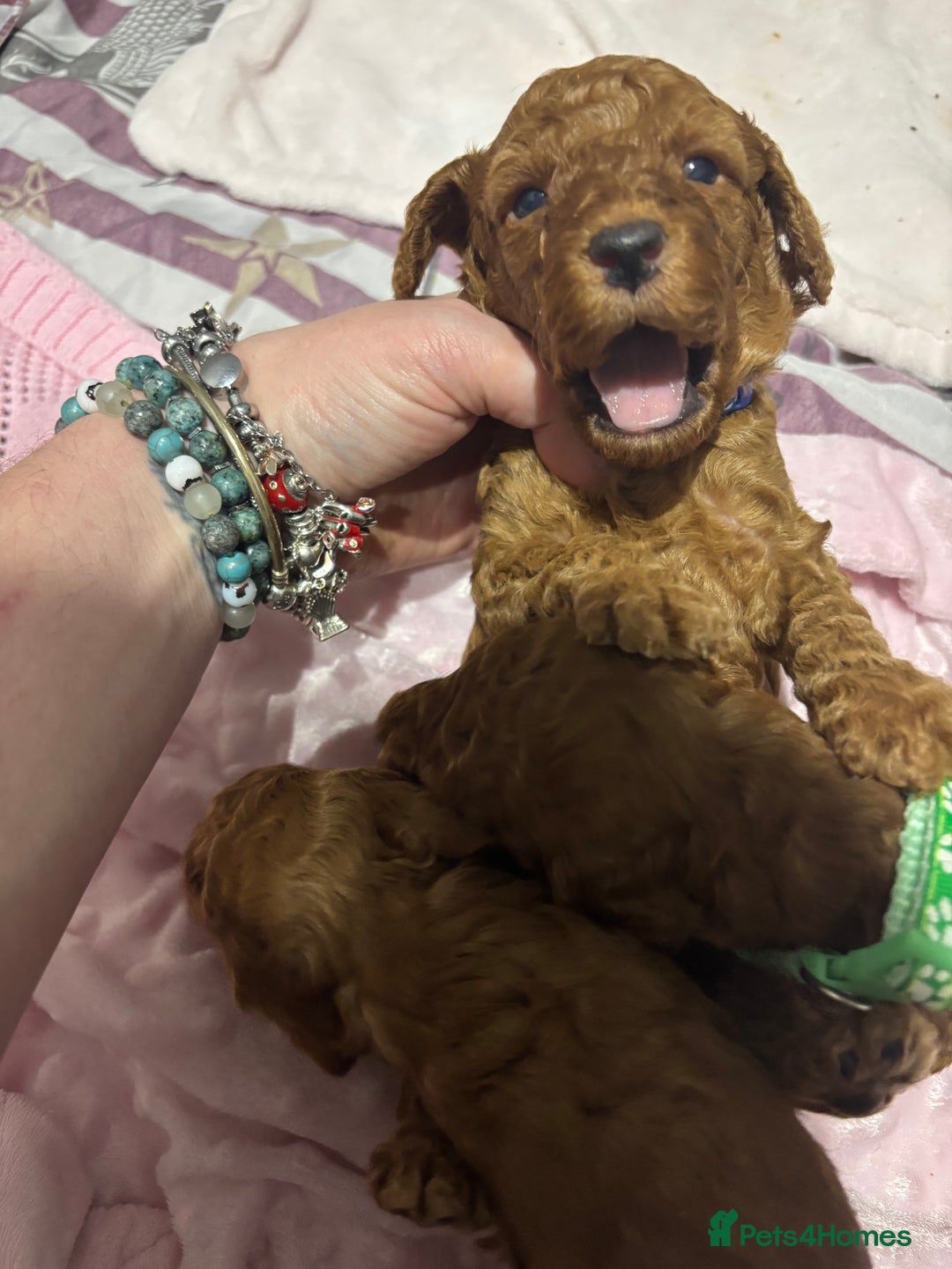 Cockapoo dogs for sale: 10 F1b cockapoo pups for sale  - Advert 19