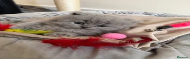 Pink British Shorthair 
