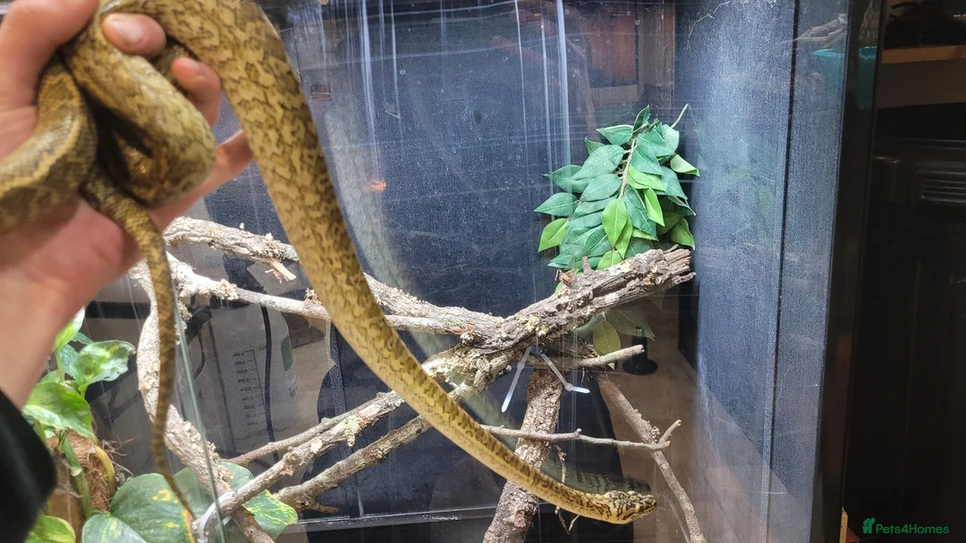 Mixed Breed reptiles for sale: Mixed Reptiles- See description - Advert 4