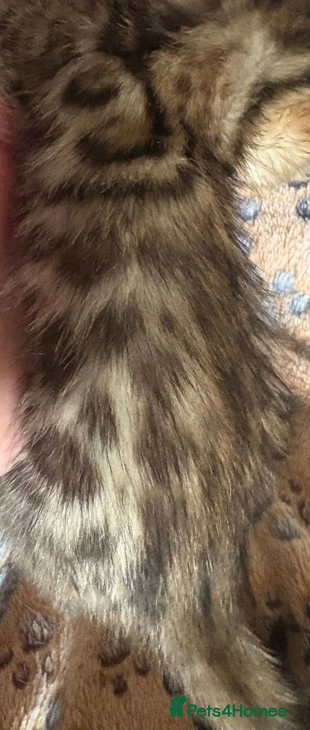 Bengal cats for sale: Stunning Tica reg Bengal kittens  - Advert 7