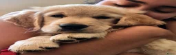 Golden Retriever dogs for stud: Beautiful KC-Reg Golden Retriever Stud (proven) - Advert 13