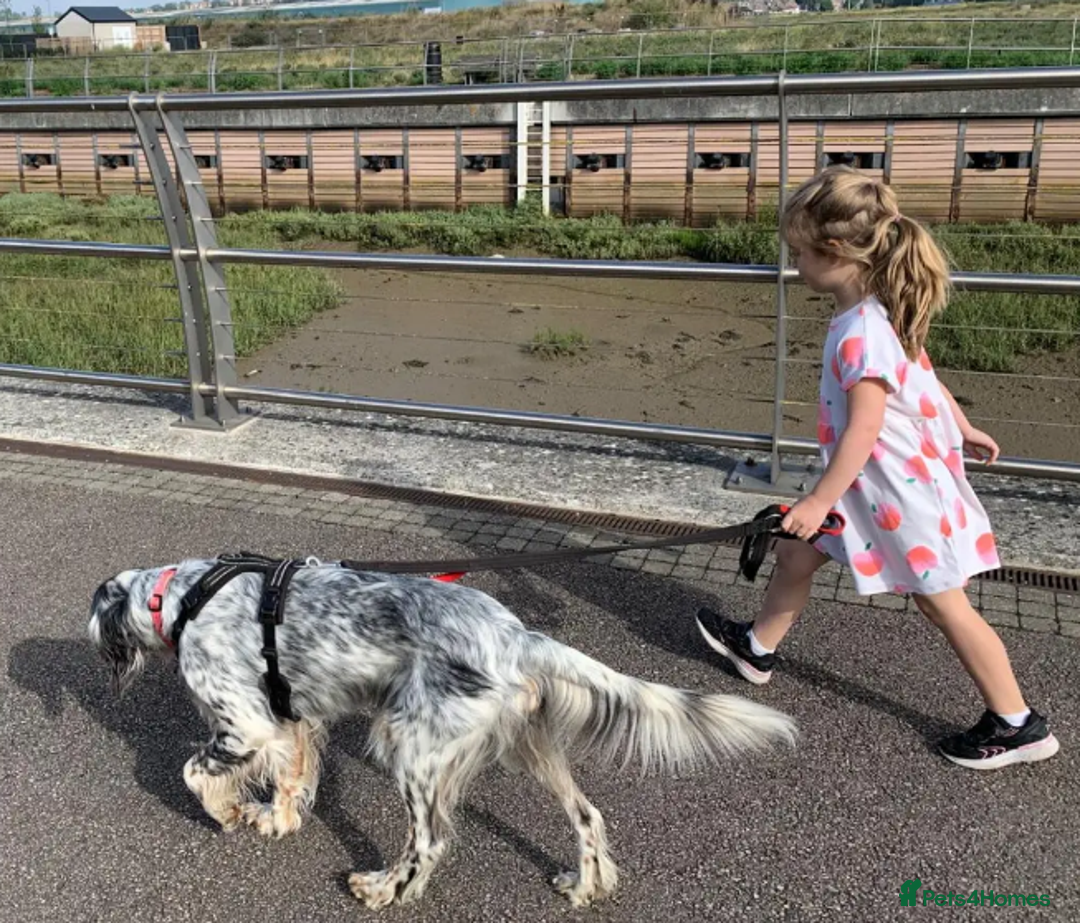 English Setter dogs for adoption: Sira (Inca) - Advert 7