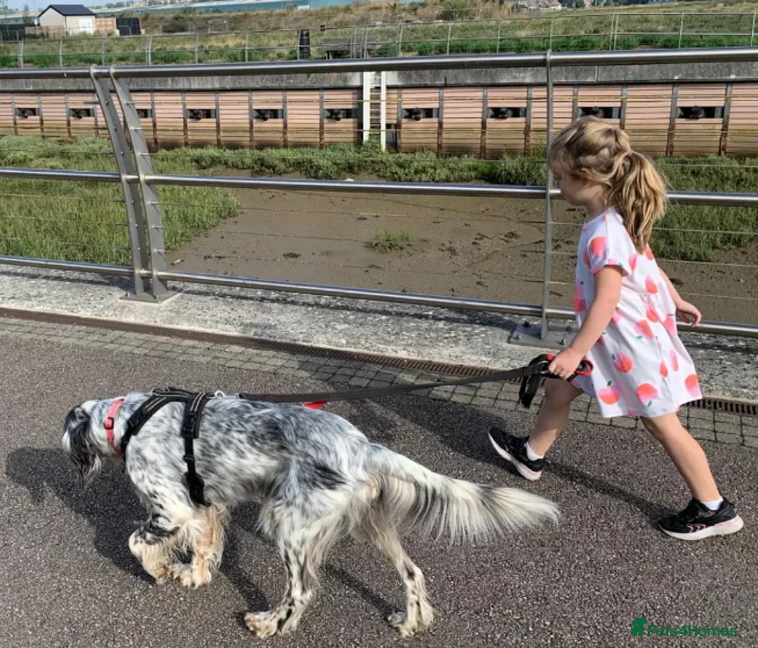 English Setter dogs for adoption: Sira (Inca) - Advert 7