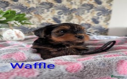Yorkshire Terrier dogs for sale: Stunning yorkshire terriers for sale - Image 5